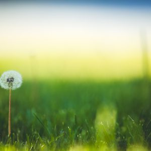 flower, dandelion, meadow-1851461.jpg