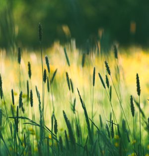 wildflowers, beautiful flowers, meadow-7178819.jpg